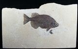 Superb Phareodus Fish - Scarce Species #6096-1